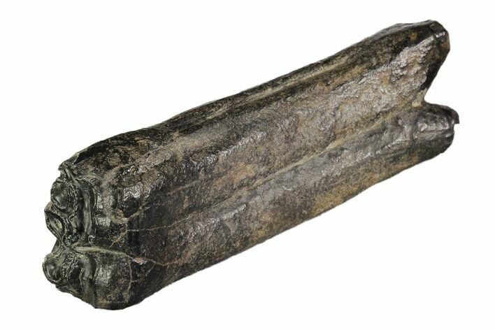 Pleistocene Aged Fossil Horse Tooth - Florida #104215